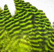 ������� ���� Hen feathers ������ ����